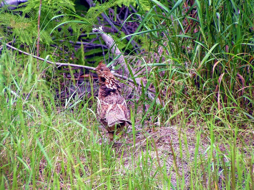Shining Tree, North East Ontario Bay Wolf Camp