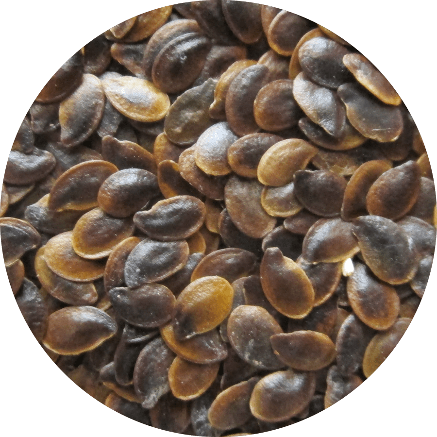 Flax, Blue Linum lewisii BBB Seed Wildflower Seeds