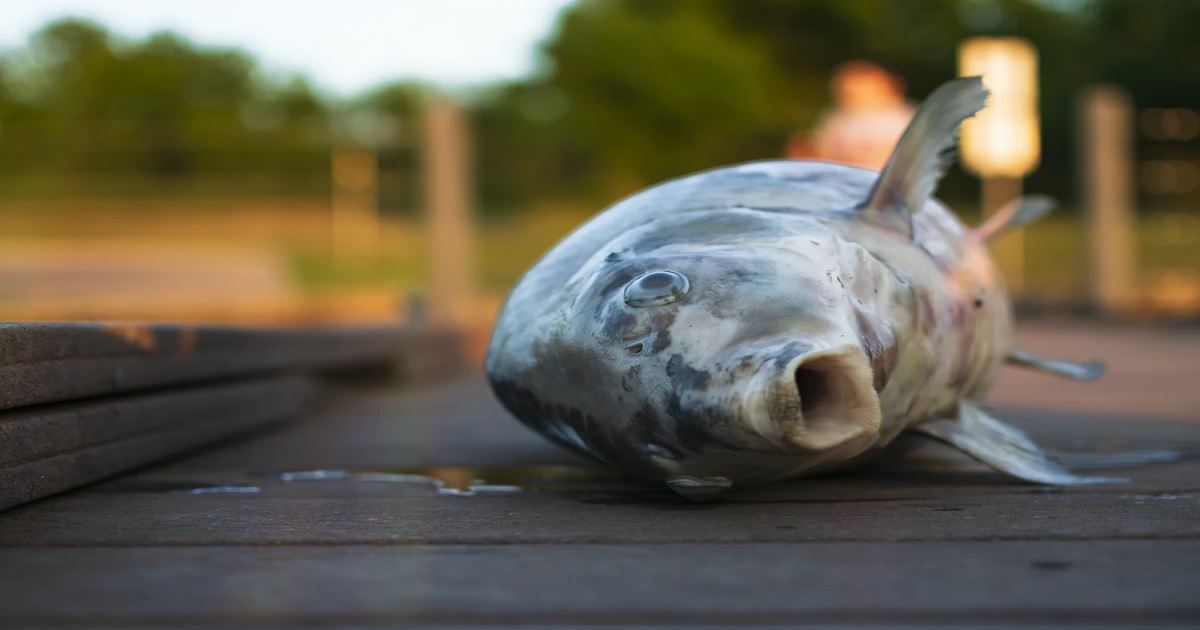 What Should You Know Before Eating a Carp?