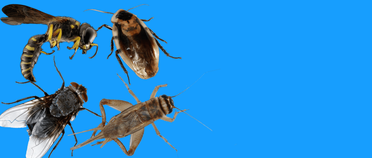 TEST5 B & B Pest Control