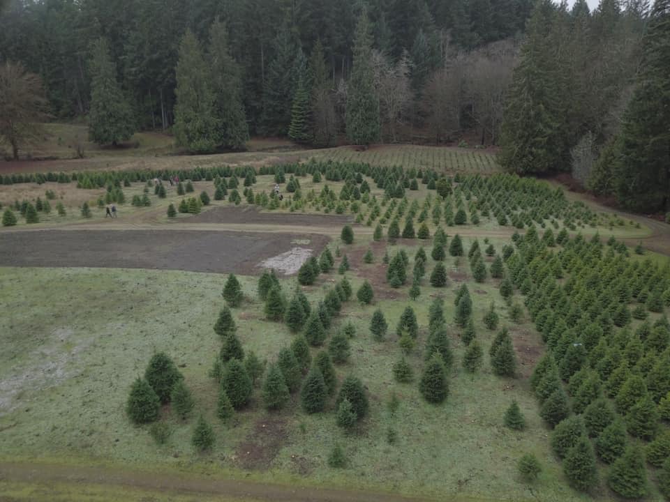 Sahtlam Tree Farm (Duncan) BC Christmas Trees Association