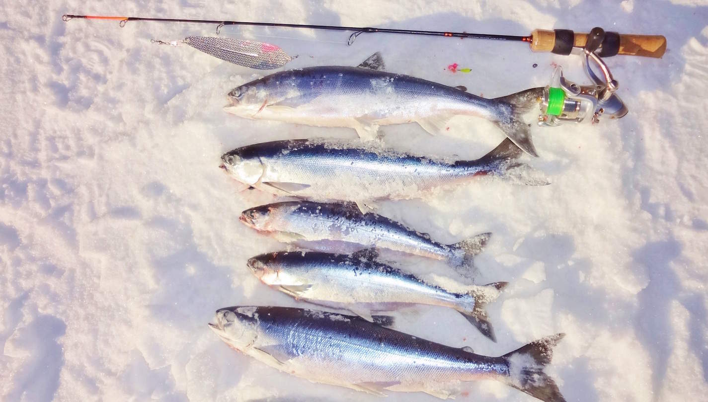 How to Ice Fish for Kokanee BC Fishn