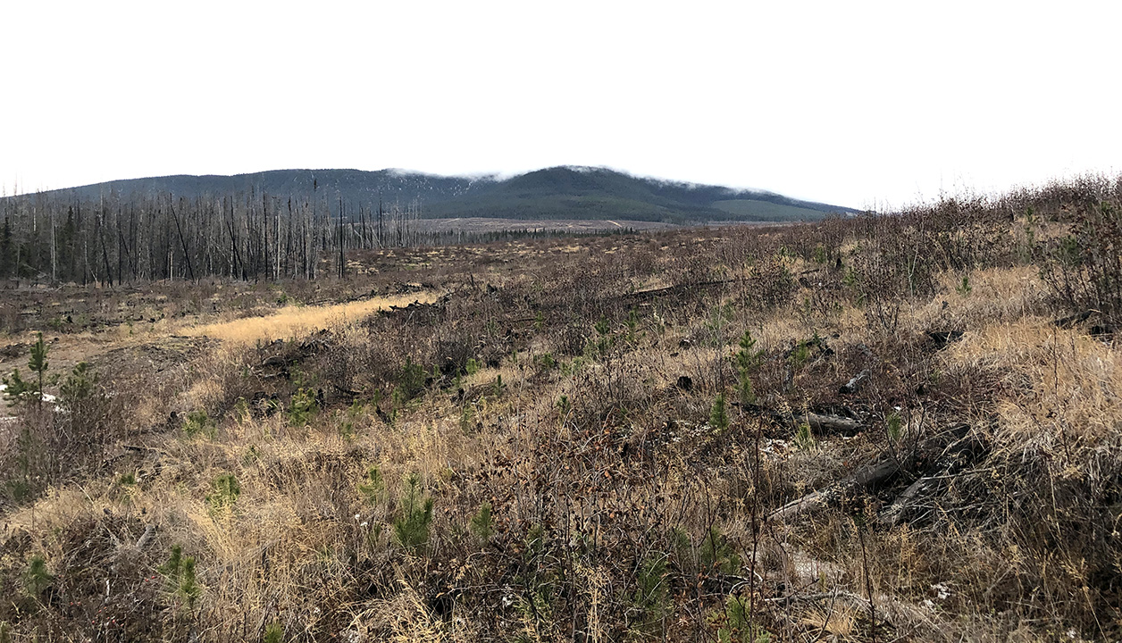 Logging in Fisher Habitat near Prince BC Forest Practices Board