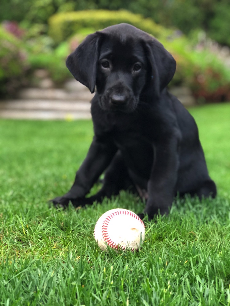 Planned Litters; Labrador Puppies for Sale, Cloverdale, BC Belmont
