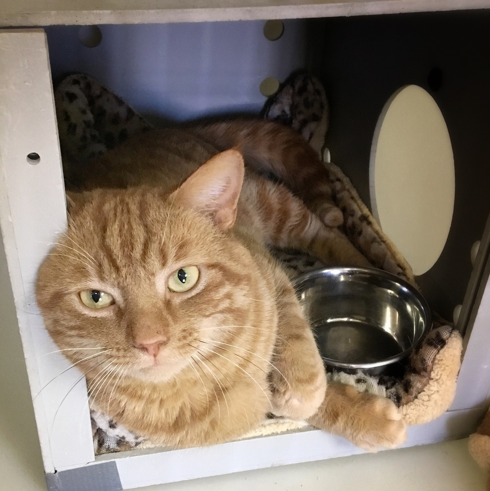 Brown County Humane Society Cat of the Week Yams