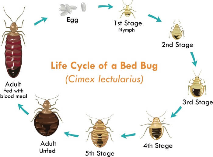 How Big Are Bed Bugs? The Complete Size Guide