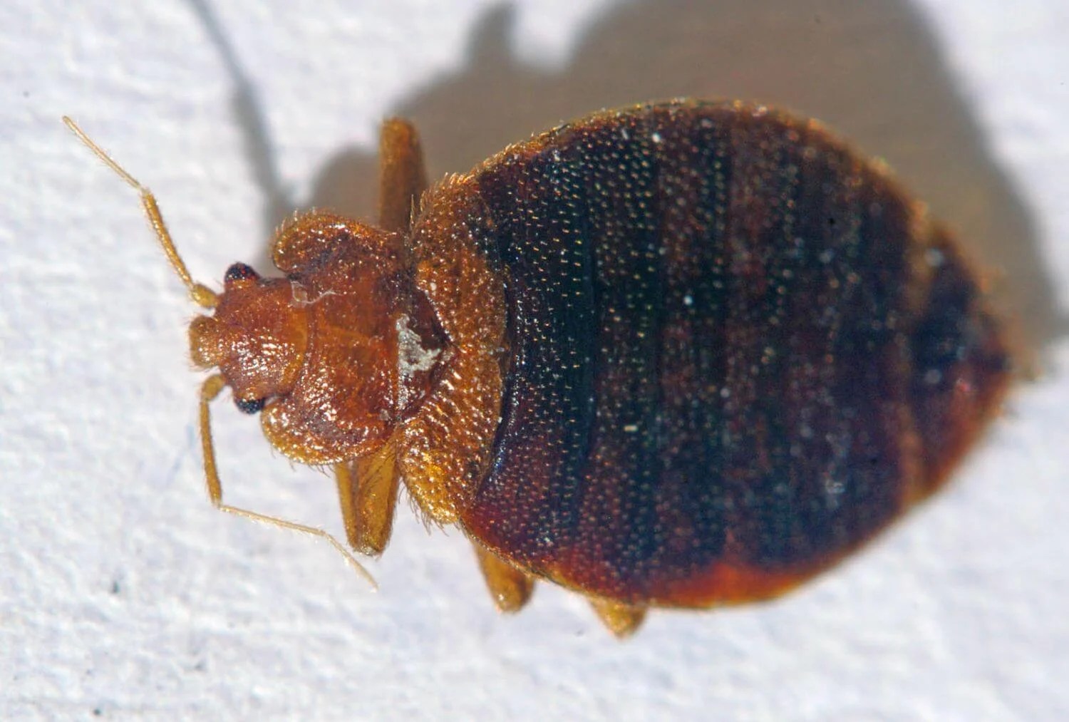 Do Bed Bugs Bite Cats A Guide For Pet Owners