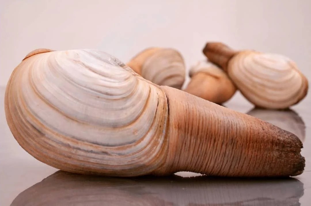 ESTUDIANTES CEMAR 42 DE SAN QUINTIN,B.C. PRESENTAN BONDADES DE «LA