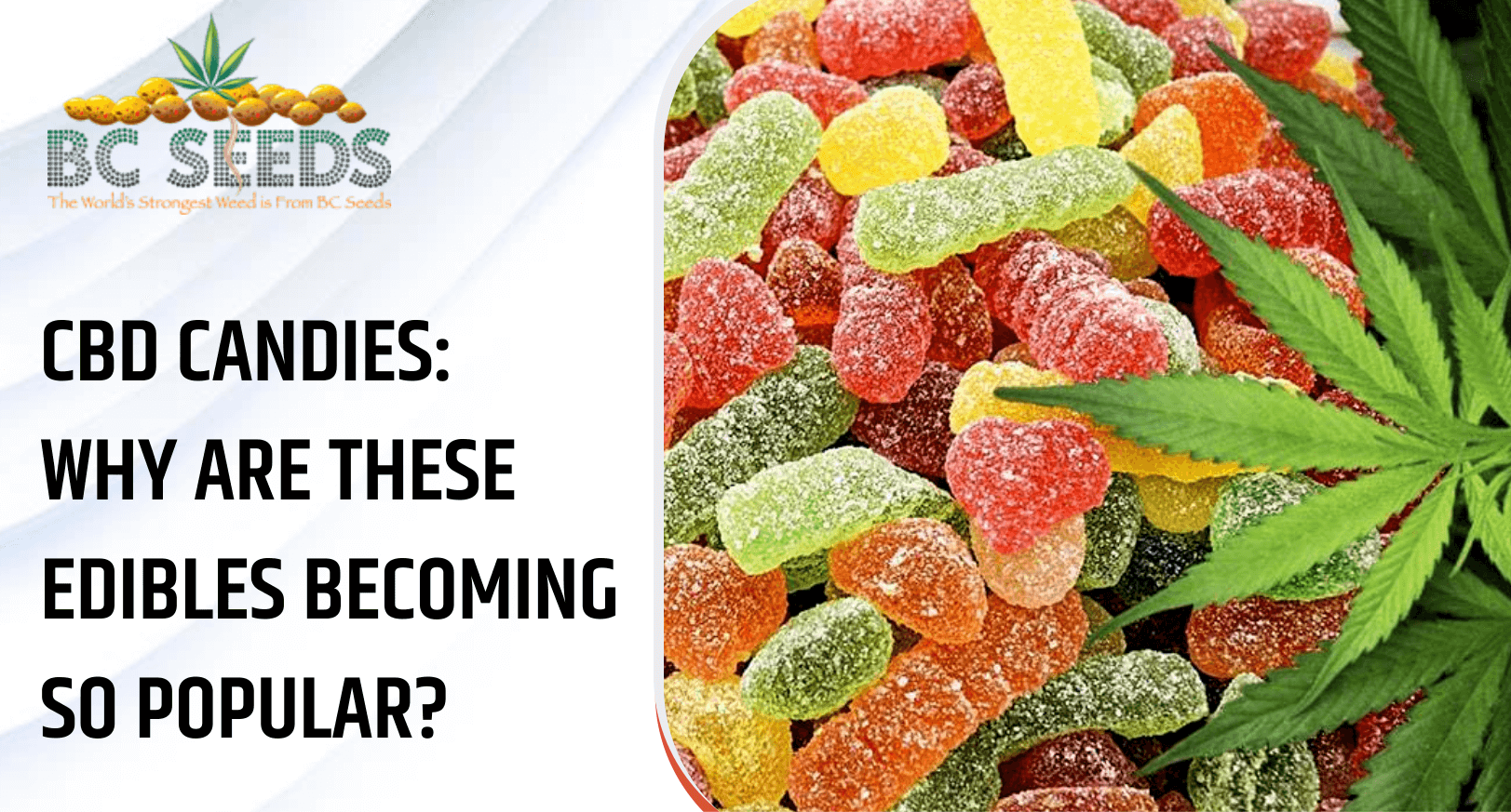CBD Candies Why are These Edibles So Popular? BC Seeds