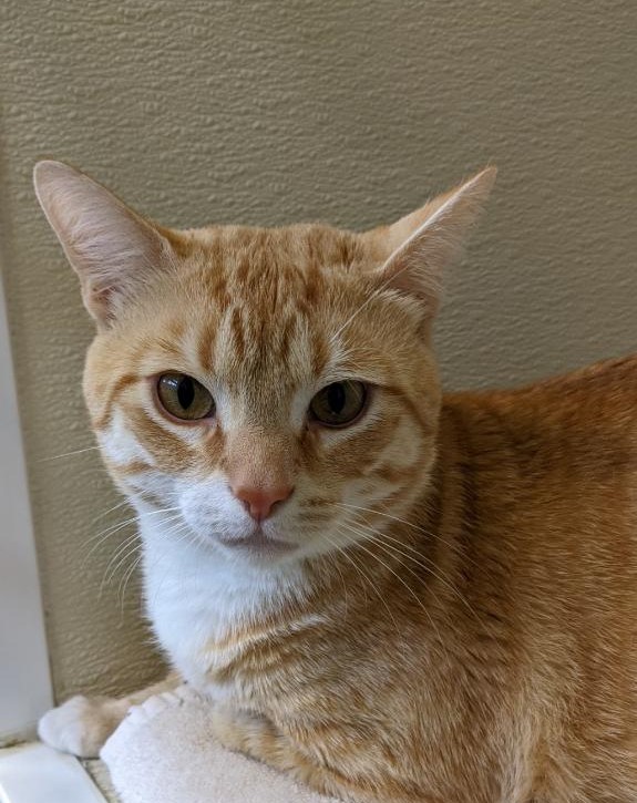 Humane Pennsylvania Cats of All Ages Free To A Good Home BCTV