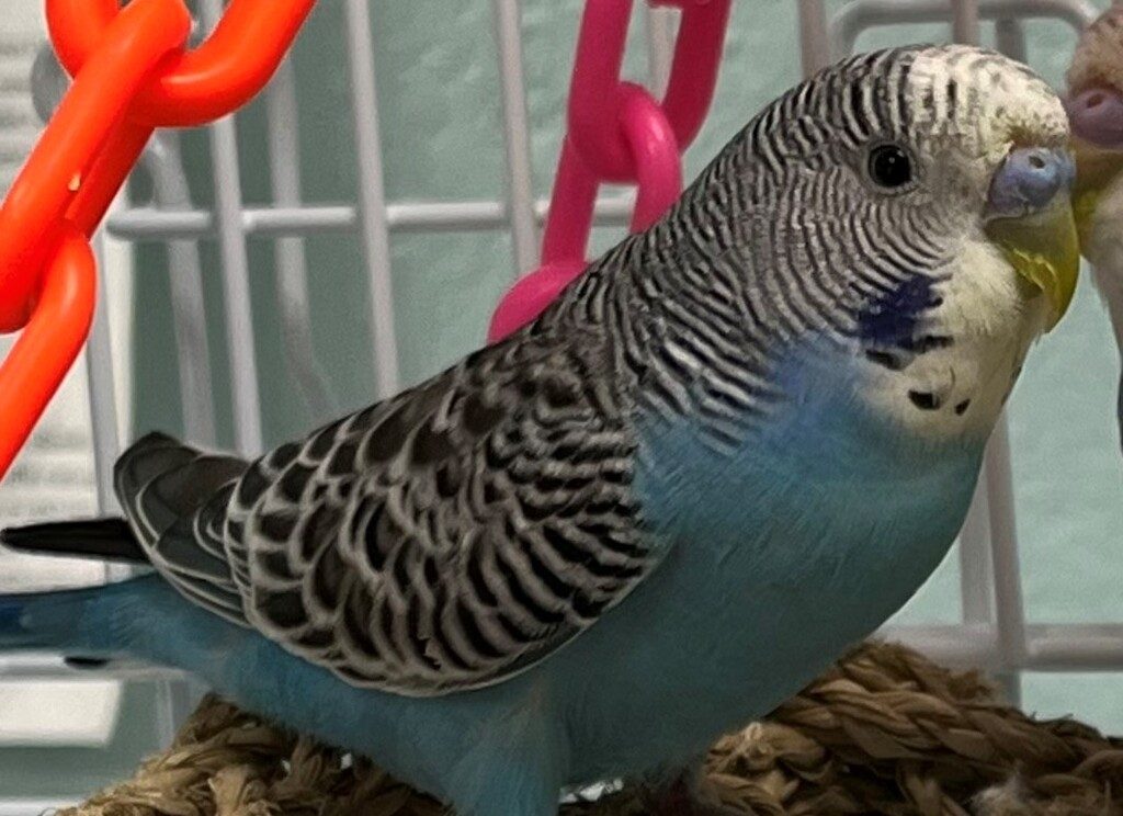 „Reading & Northern Railroad“ rengia nemokamą įvaikinimo savaitgalį ARL