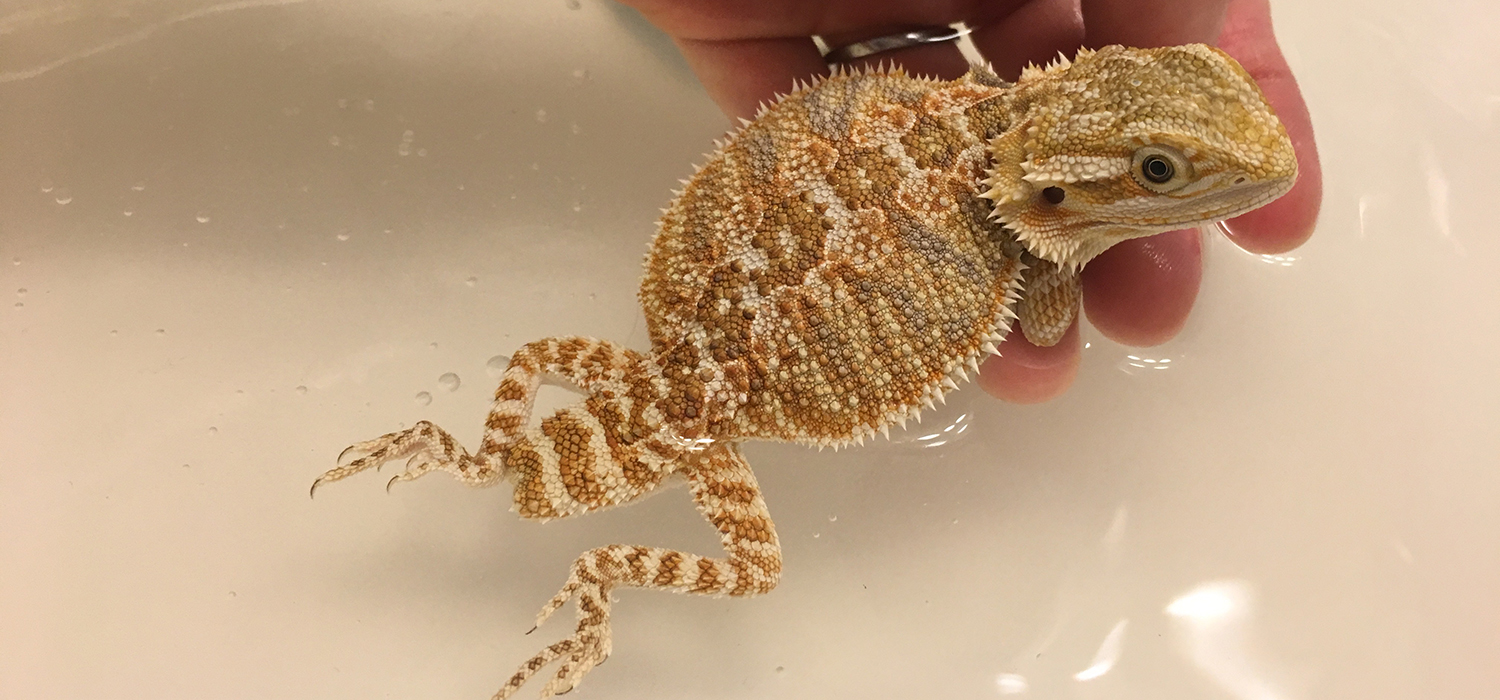 Bearded Dragon Penguin Foundation