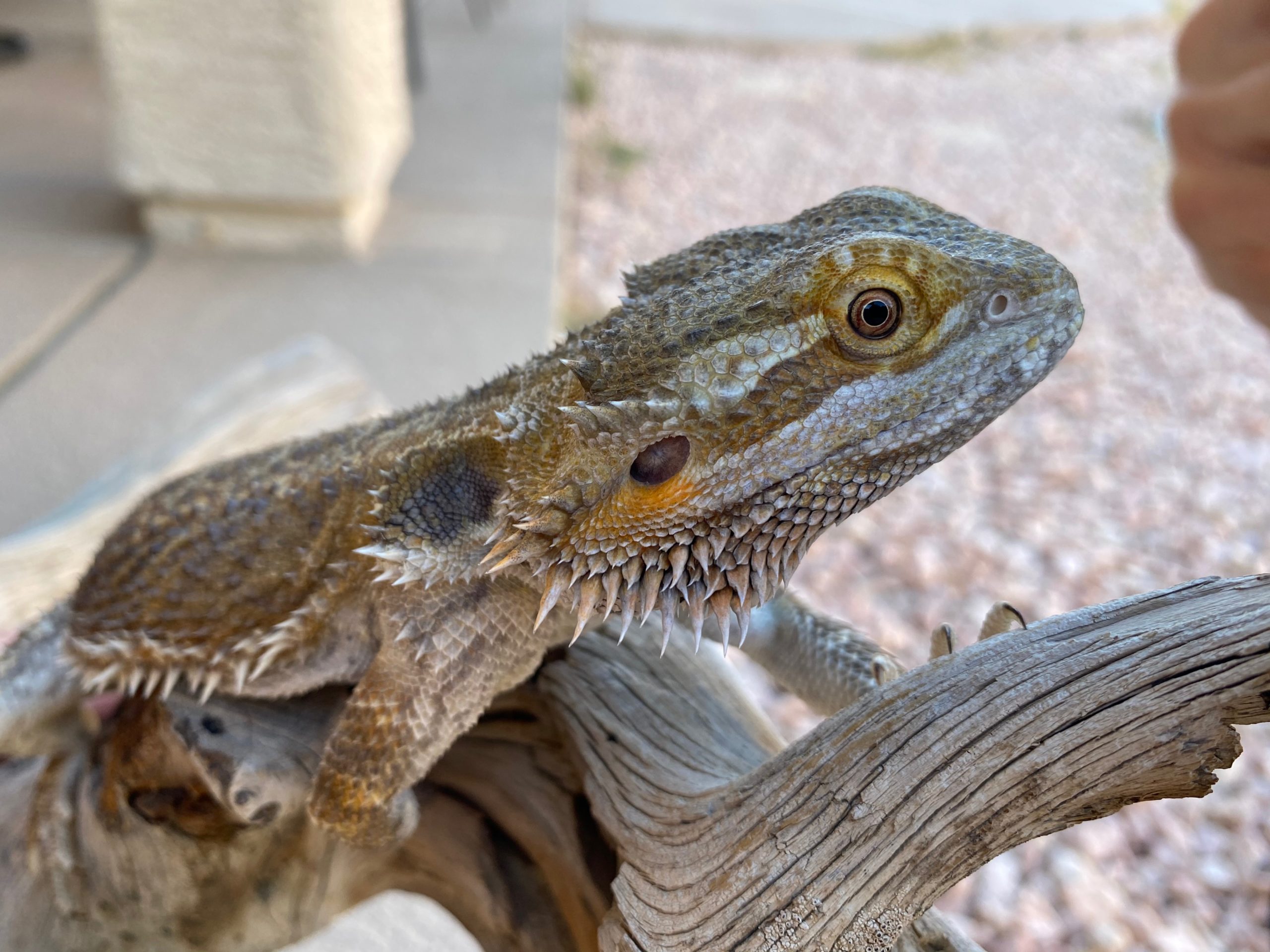 Nicholas the Bearded Dragon Foundation