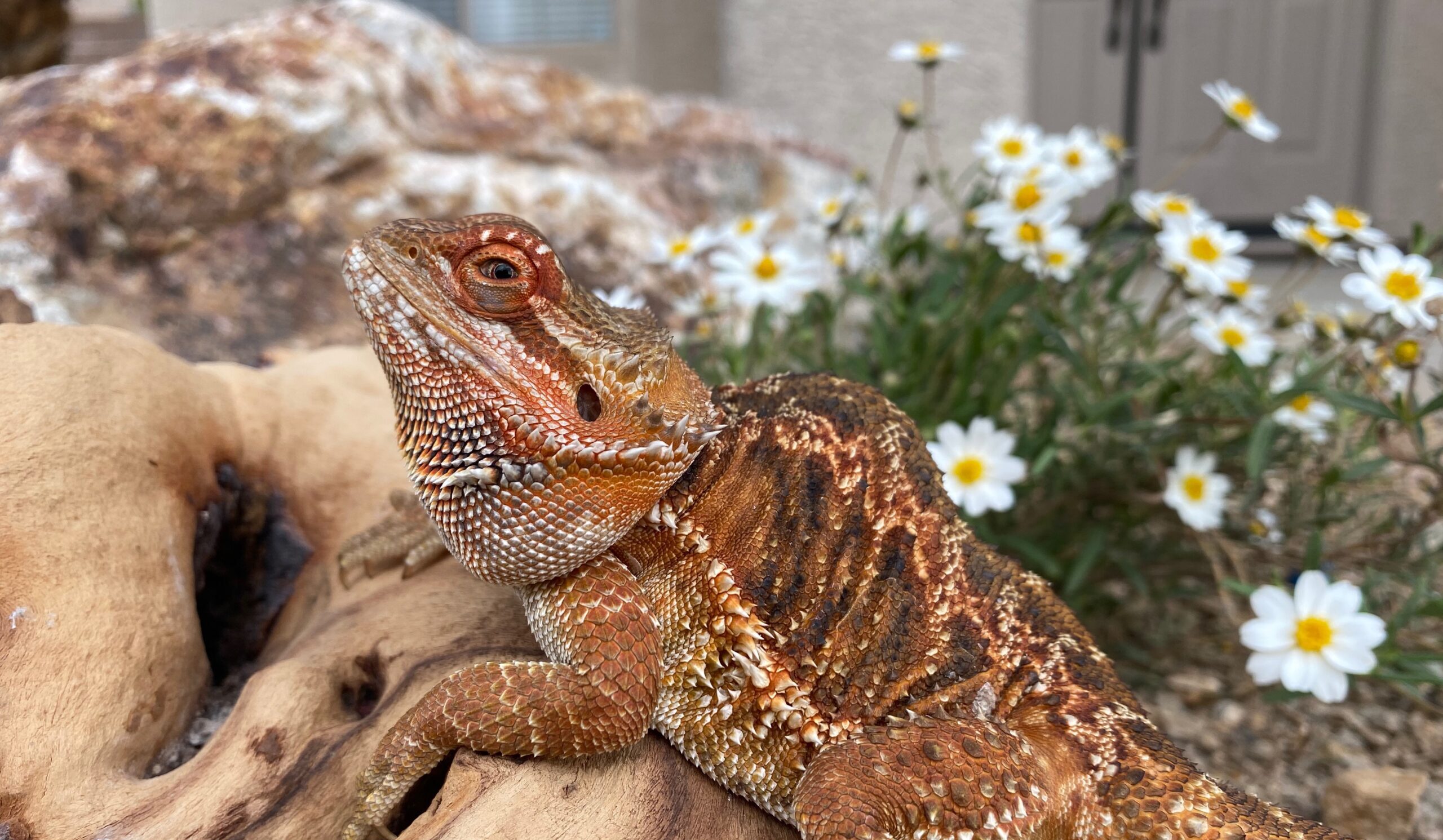 Marg Bearded Dragon Foundation