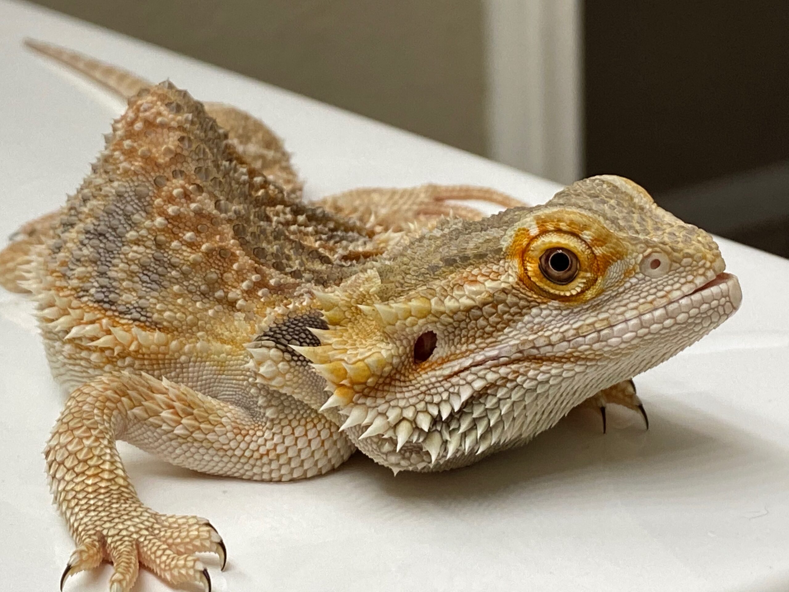 Steve Bearded Dragon Foundation