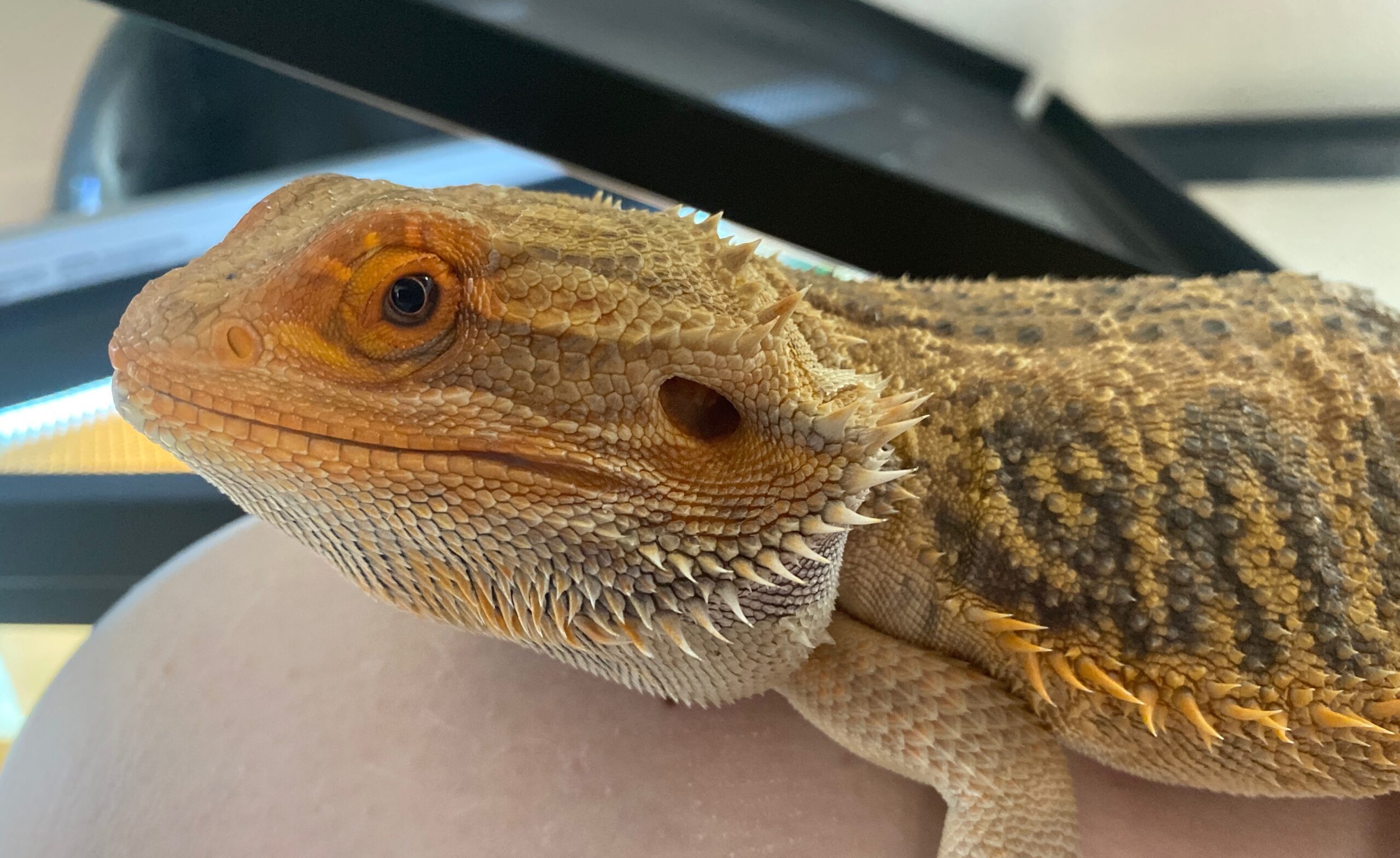 Ziga Bearded Dragon Foundation