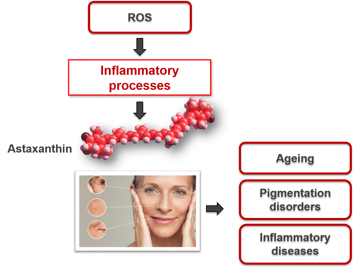 Astaxanthin the perfect choice for antipollution products BDI
