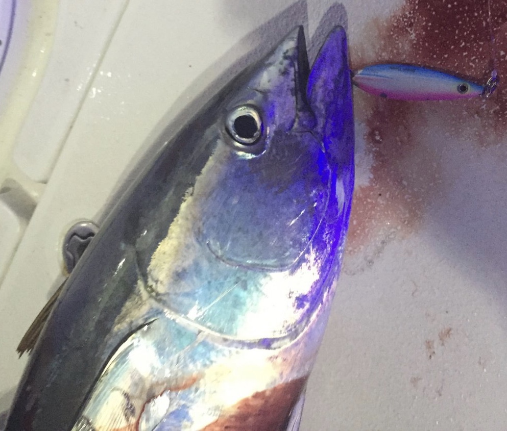 Yellowfin Tuna Jigs? Bloodydecks
