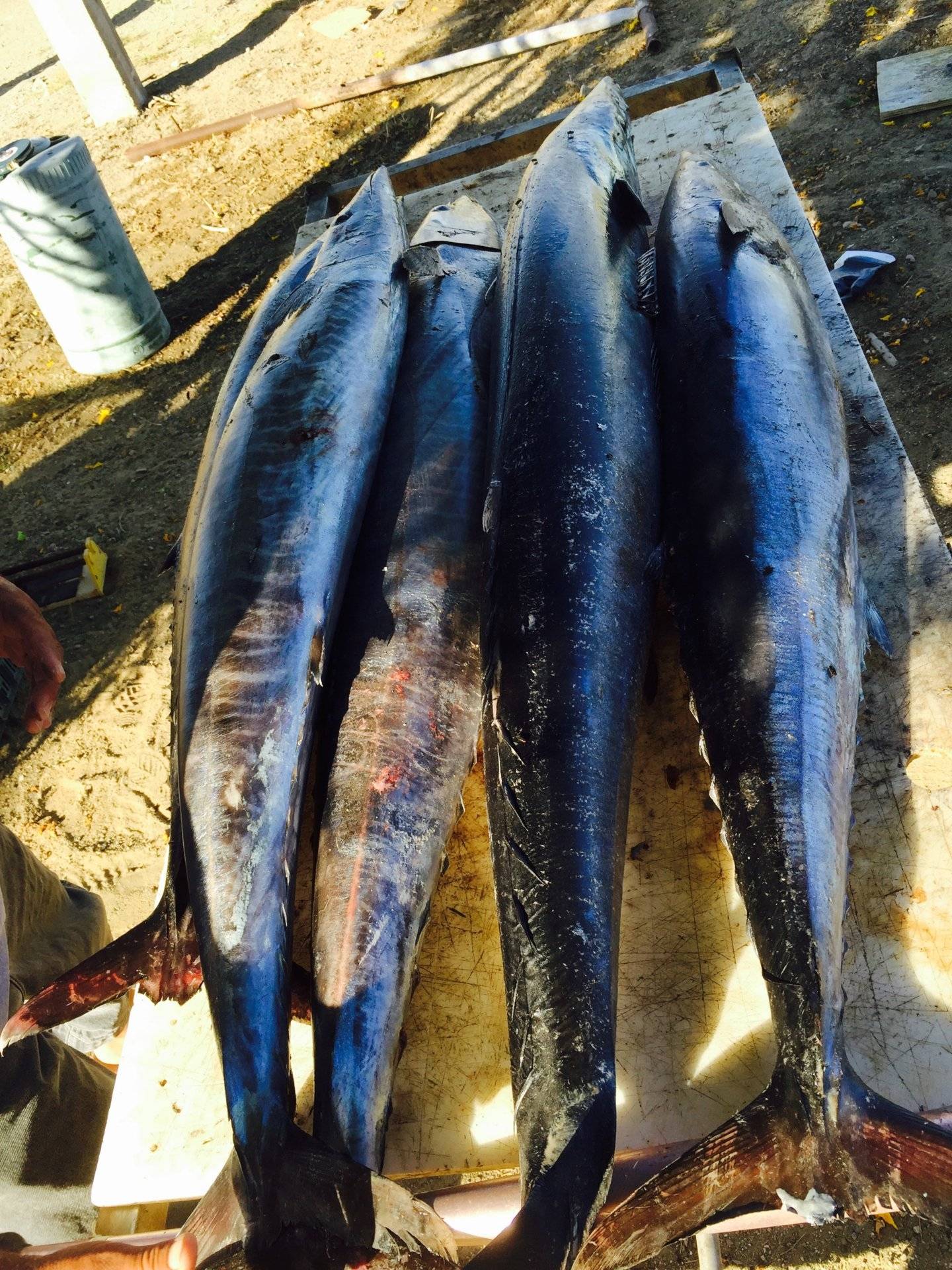 3 Wahoos for me on first try. 500 miles south as it's drying up here