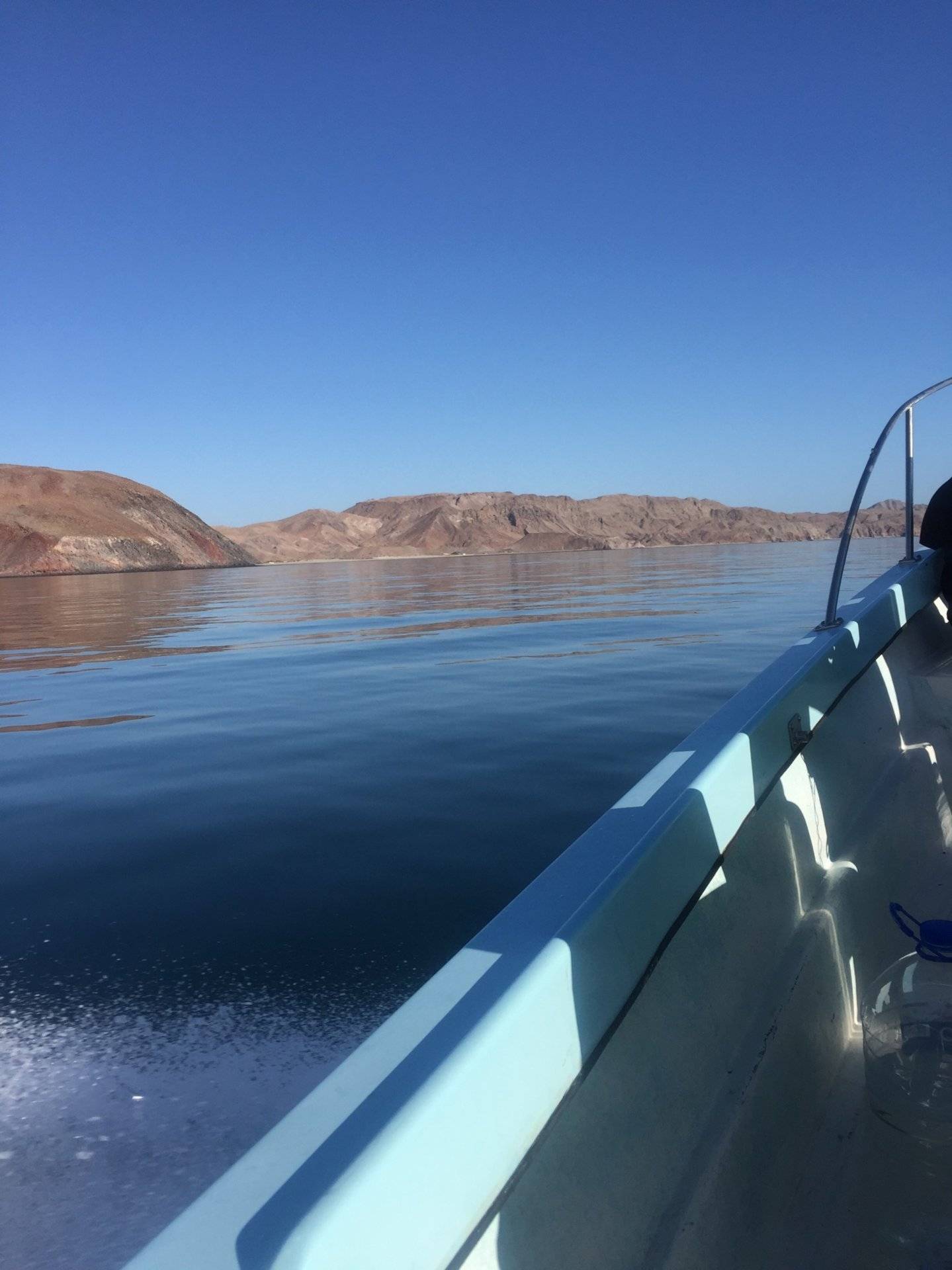 Gonzaga bay 5/2 fish report Bloodydecks