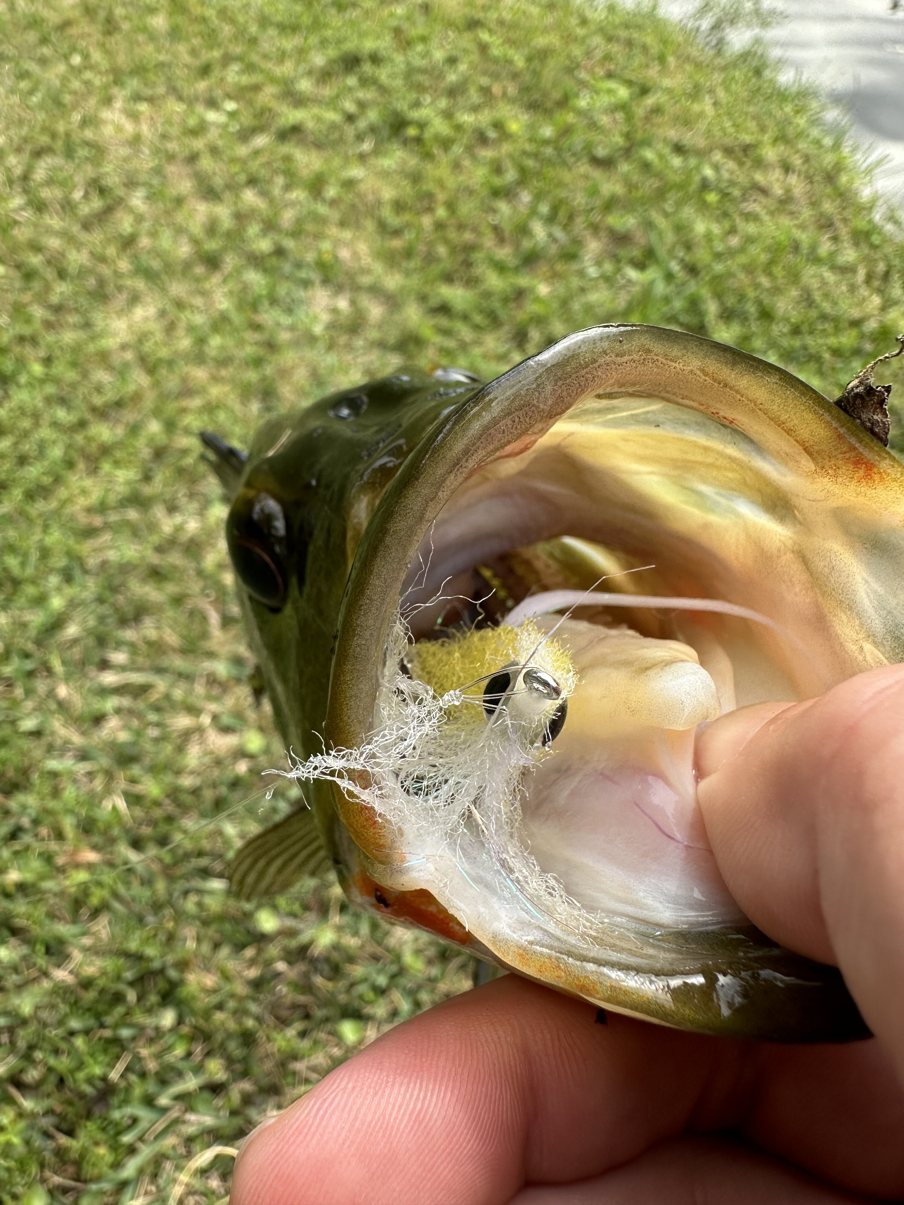 Winter Lunch Break 1/26 Bloodydecks