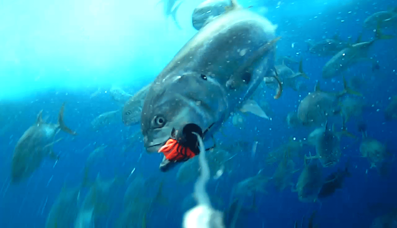 Great pictures and video of fish attacking the Dredge 2 Cool Fishing Forum