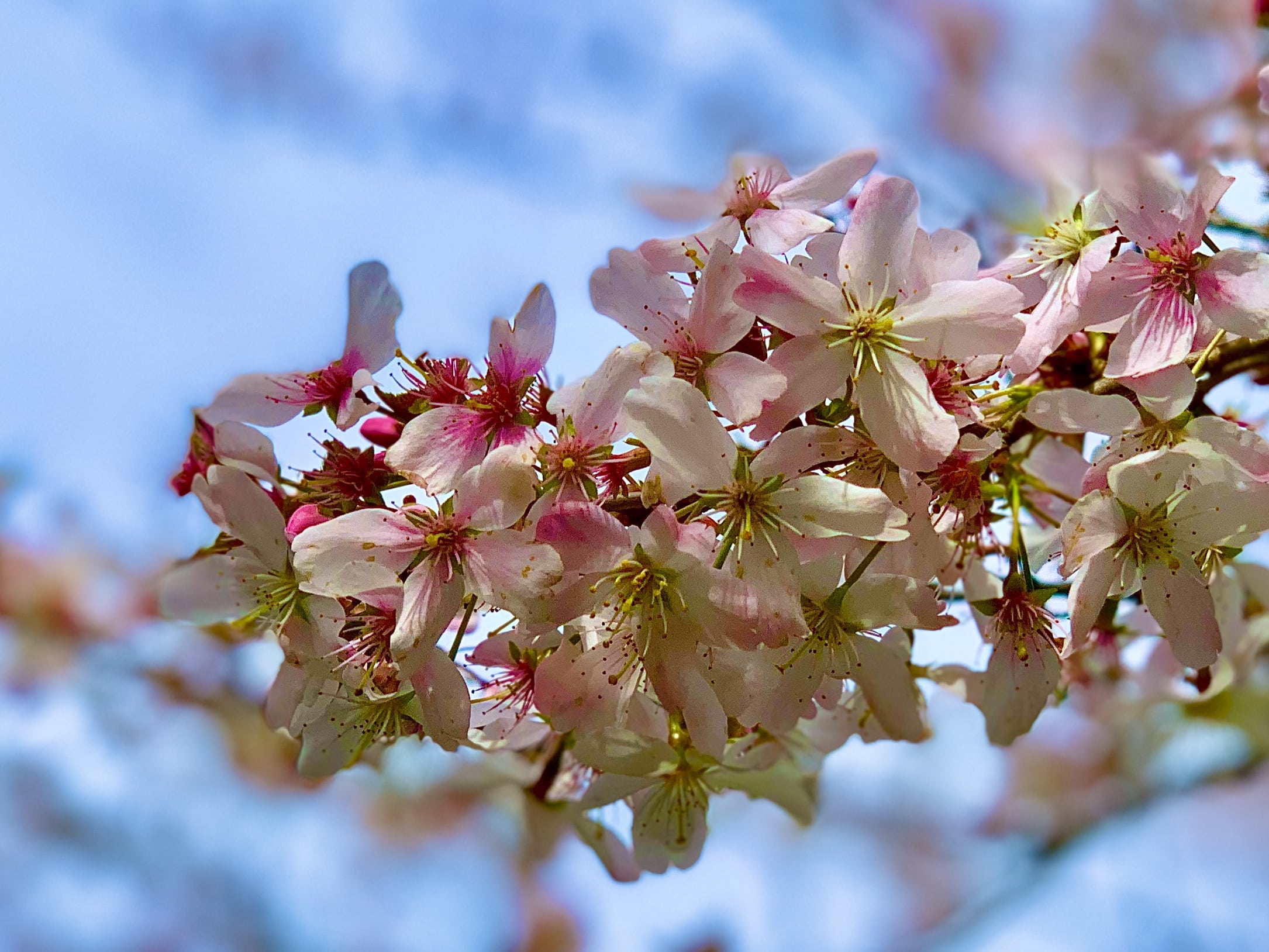 INTERESTING FACTS ABOUT BLOSSOM FROM AROUND THE WORLD | Be-lavie