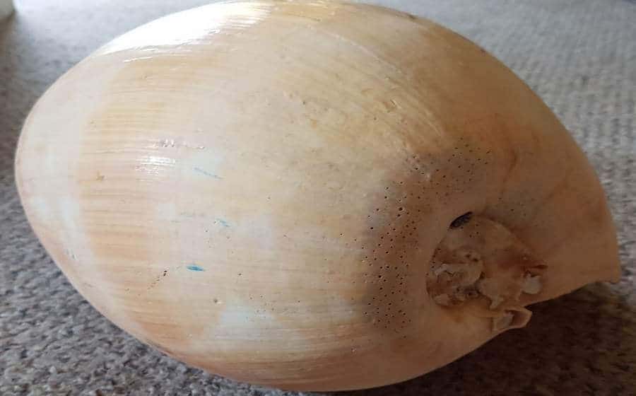 The Most Expensive Seashells Found in Australia at the Beach
