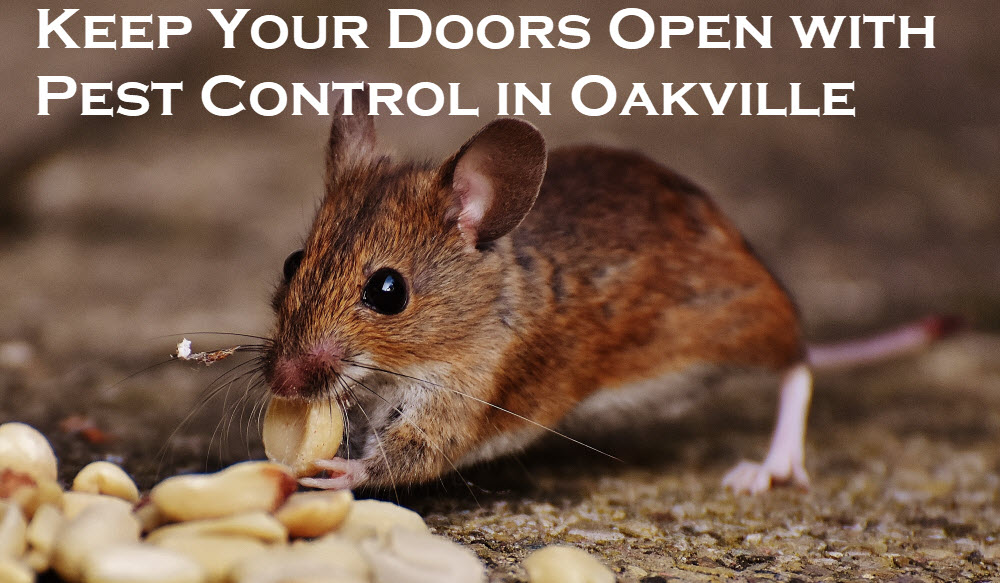 Keep Your Doors Open with Pest Control in Oakville