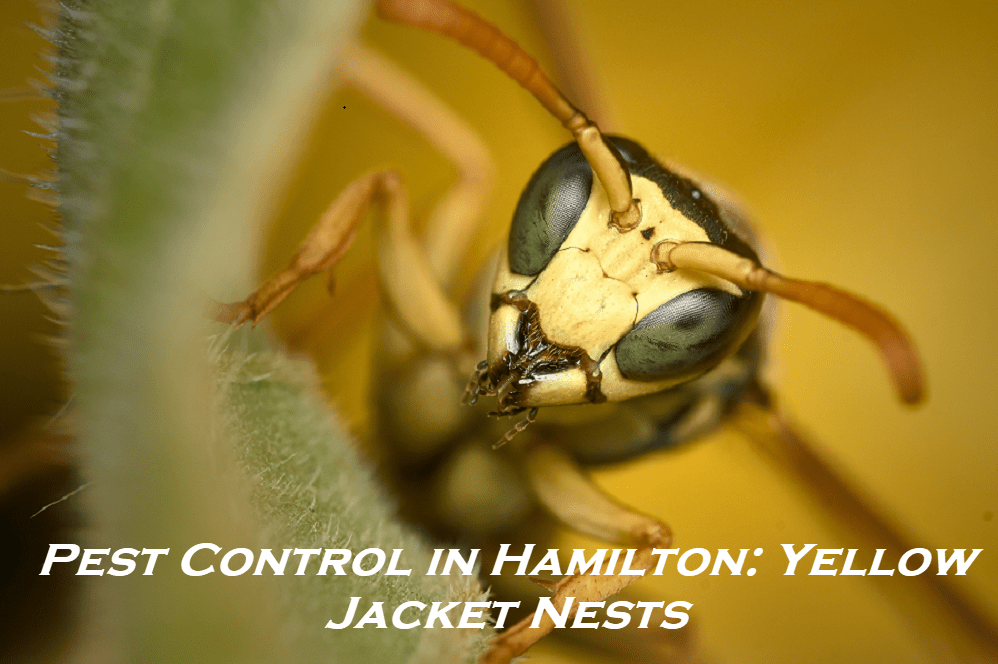 Pest Control in Hamilton Yellow Jacket Nests