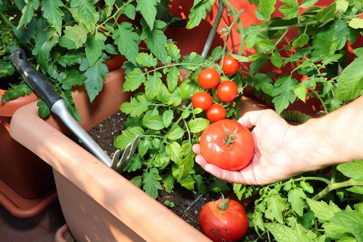 Do Tomato Plants Need to Be Pruned? Beadnova
