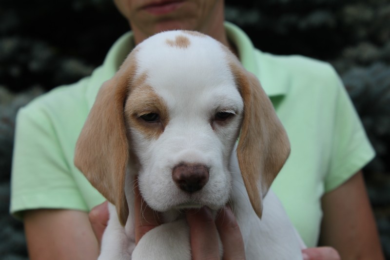 BeagleNews Dr. Barbara RudorfStever Beaglezucht