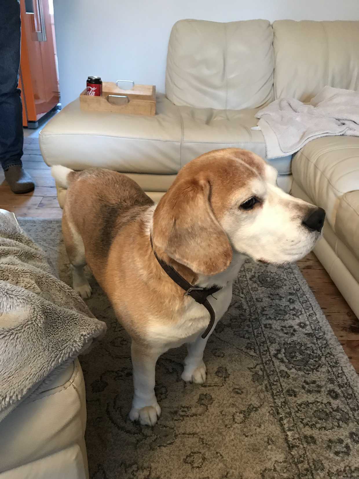Home Beagle Welfare