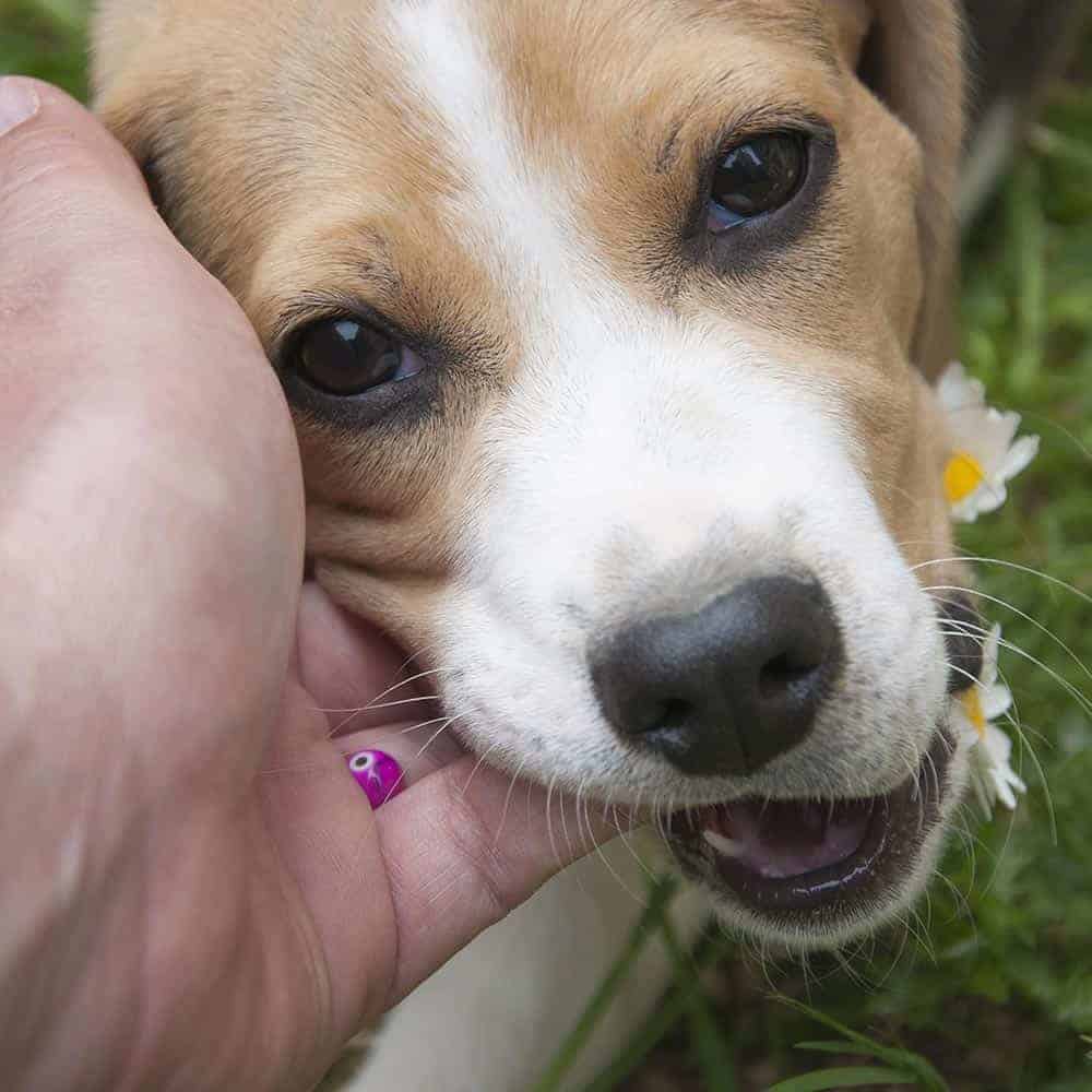 Puppy biting Beagle Welfare