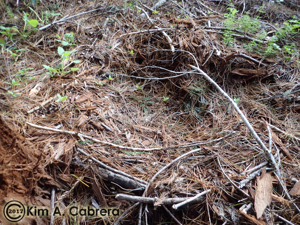 Black Bear Dens and Beds How to Identify Them