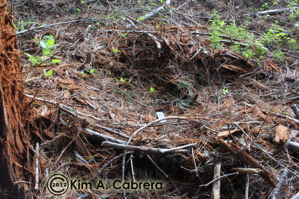 Black Bear Dens and Beds How to Identify Them
