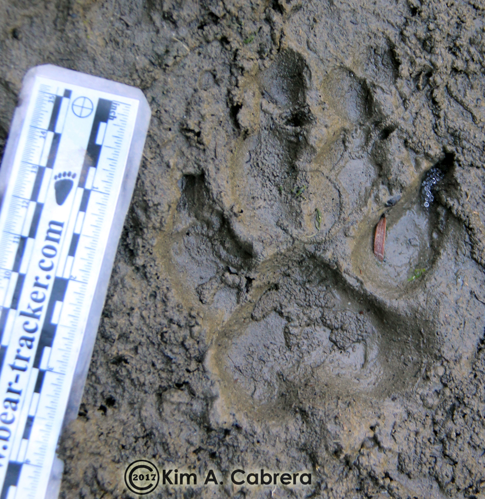 Animal Tracks Domestic Dog