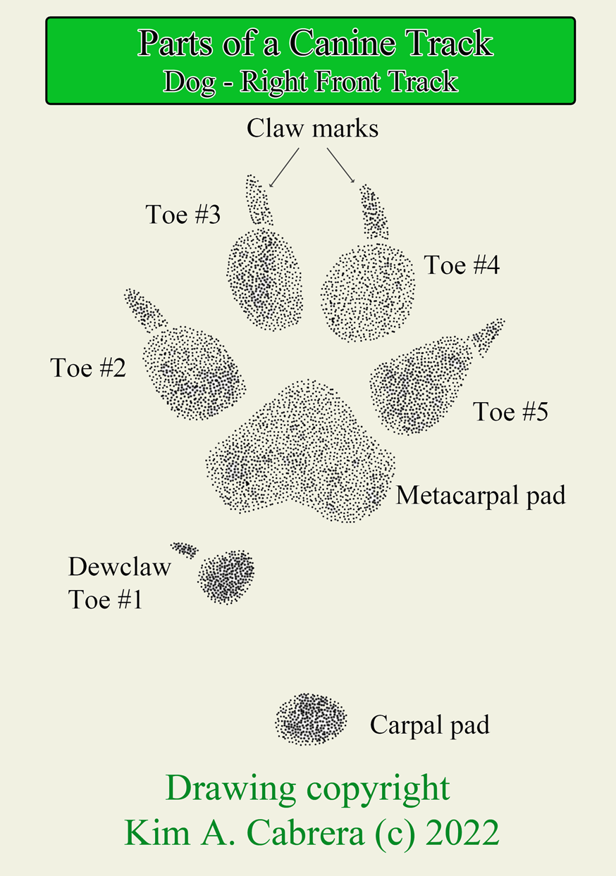 Parts of a Canine Track · iNaturalist