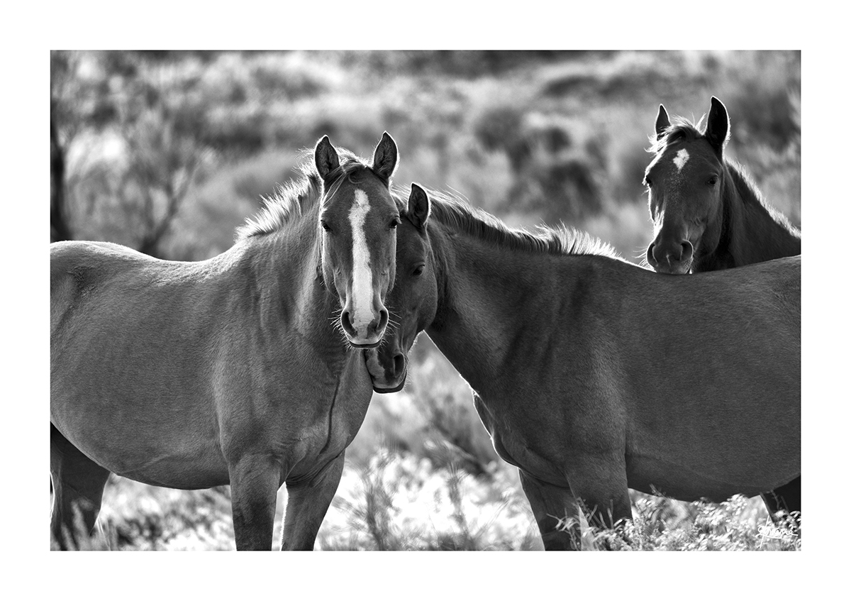 Timidity Beau de Loménie Western Art