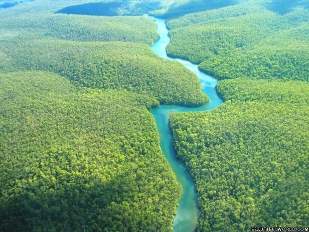 Amazon Rain Forest Facts & Information Beautiful World Travel Guide