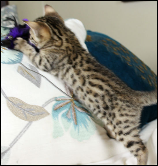 Bengal Kittens Oklahoma