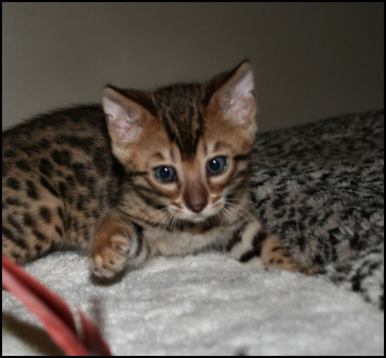 Bengal Kittens Oklahoma