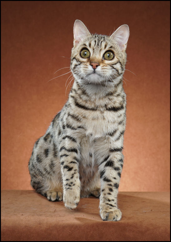 Bengal Oklahoma Beaux Mondes Bengals