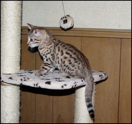 Bengal Kittens Oklahoma