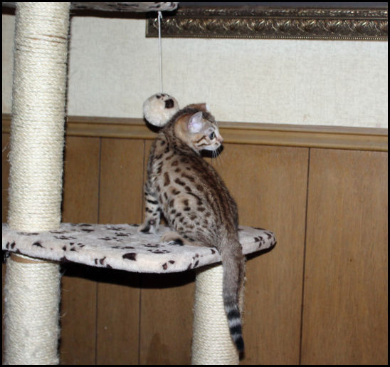 Bengal Kittens Oklahoma