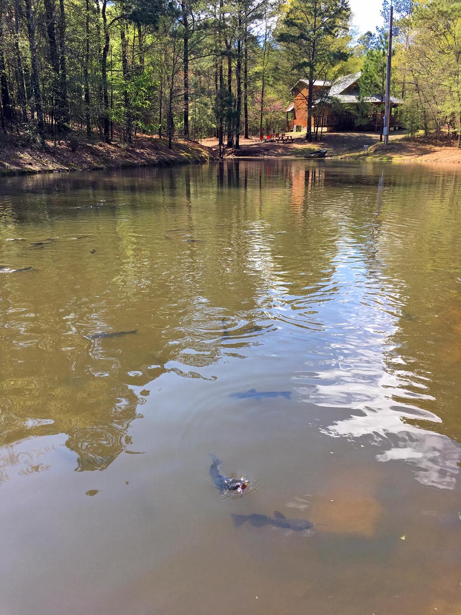 Beavers Bend Log Cabins