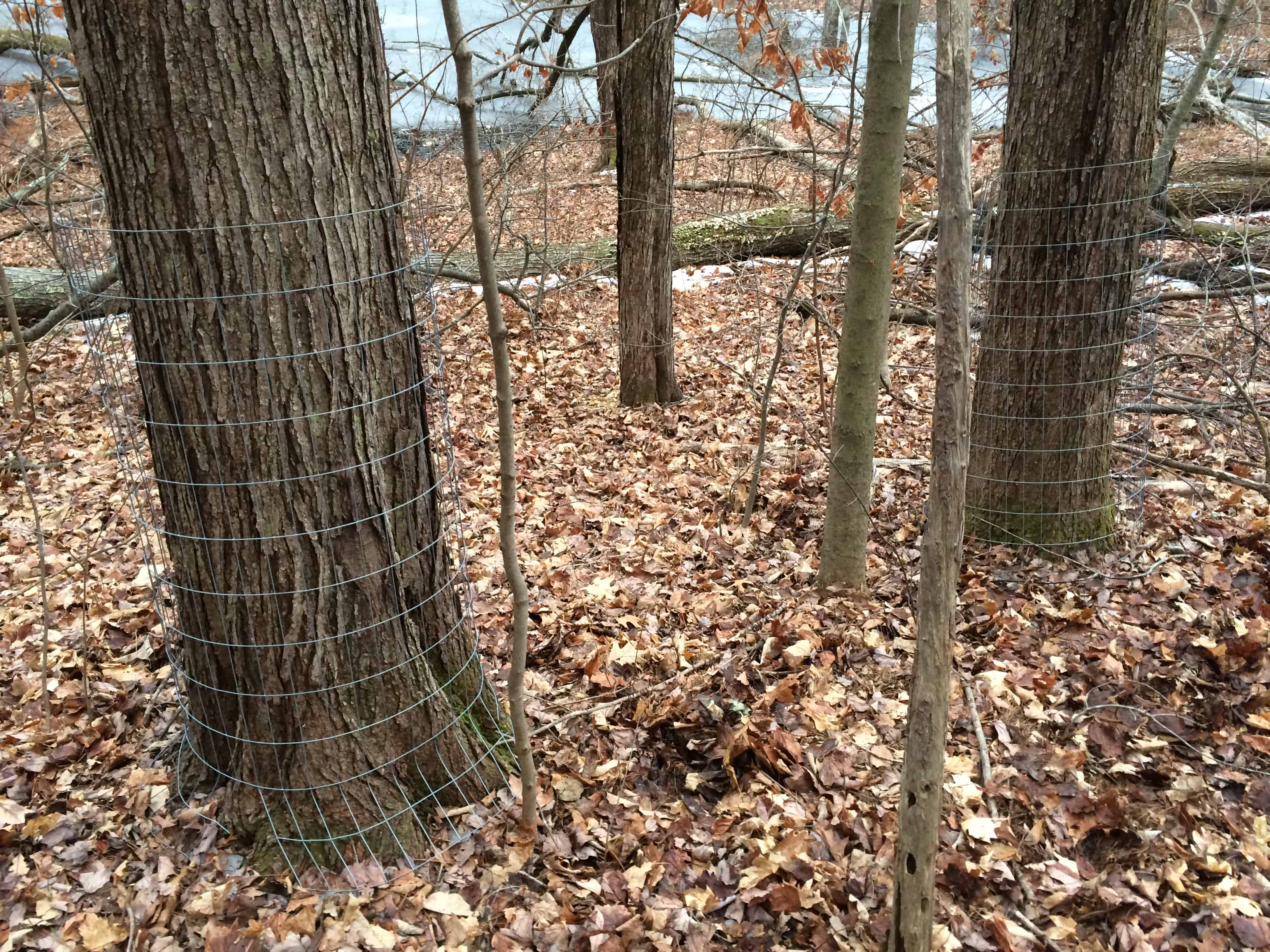 Beaver Facts Tree Protection Tips from Beaver Solutions