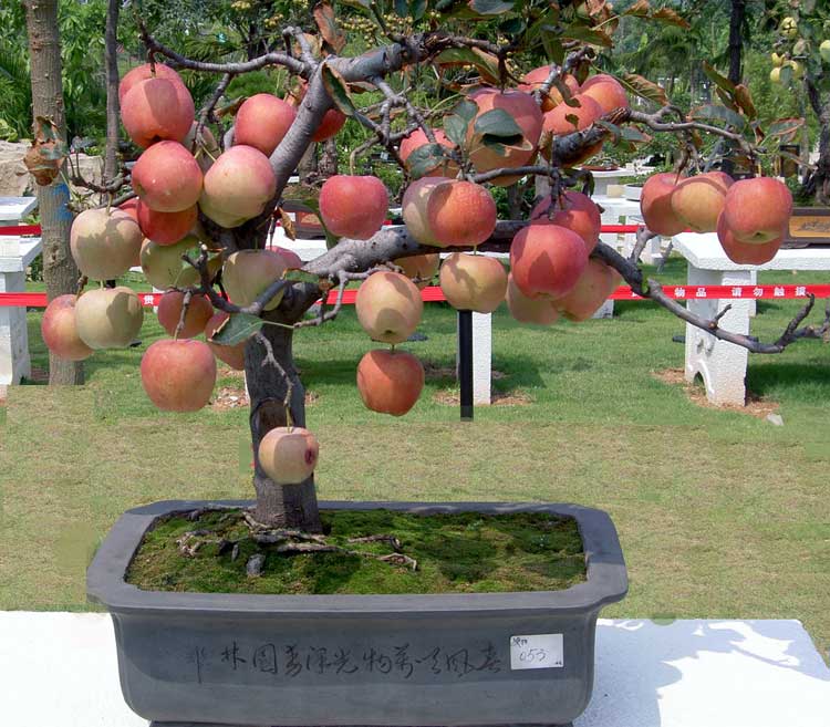 Tanam Bonsai Apel