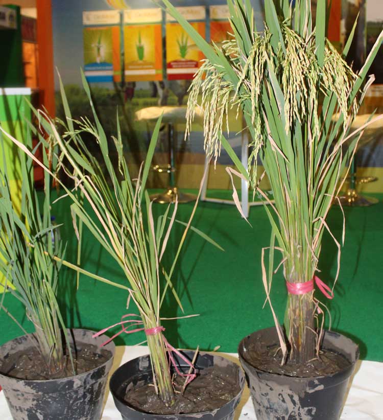 Bercocok Tanam Padi Di Pot