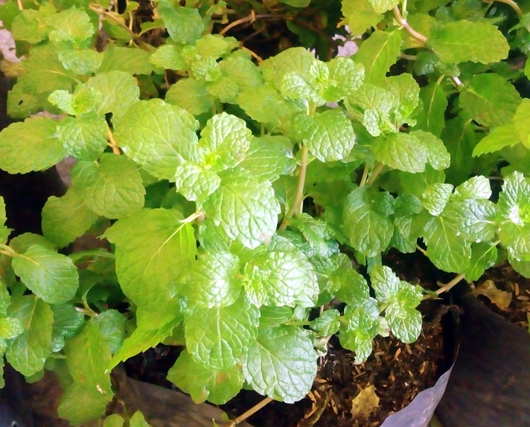 Tanam Daun Mint Di Pot